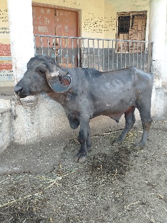 थंबनेल 2