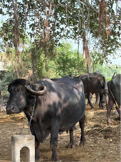 થંબનેલ 2