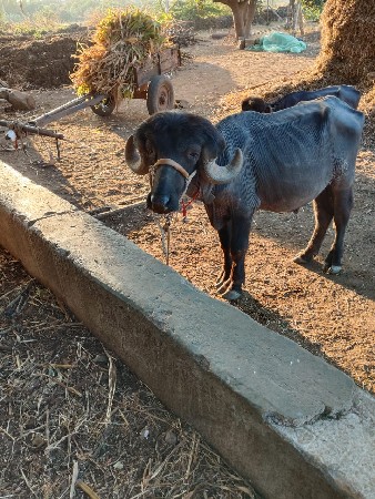 પાડો વેચવાનો છે