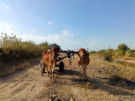 આ બળદ વેચવાના છેઅથવા ખડેલી ચાલે