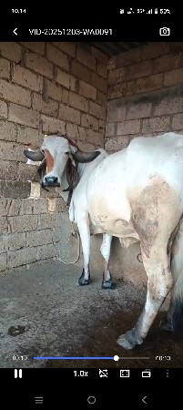 ગાય વેસવાની સે