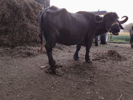 थंबनेल 2