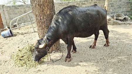 થંબનેલ 2