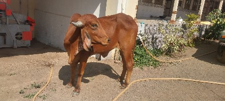 થંબનેલ 3