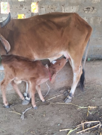 थंबनेल 3