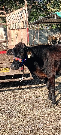 थंबनेल 3