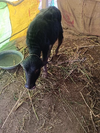 ભેંસ લે વેચ