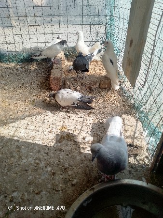 આ કબુતર વેચવાના છે