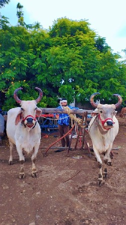 બળદ વેસવા નાં છે