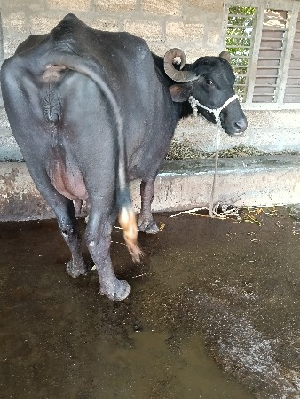 ભેંસ વેચવાની છે