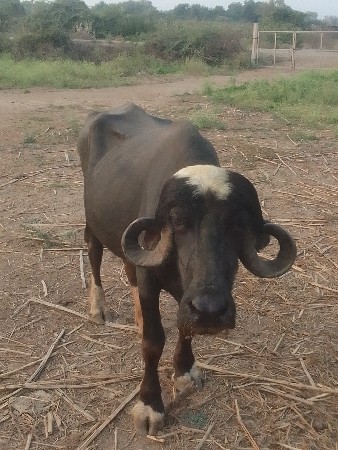 ખડી વેચવાની છે સાટા મારવાના છે