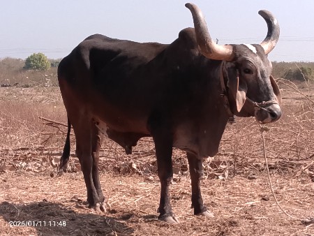 15000 રૂપિયા કિંમત ગાડીએ હાથીએ હાલ