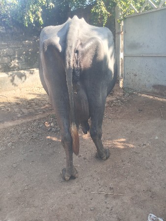 ભેસ  વેચવા ની છે