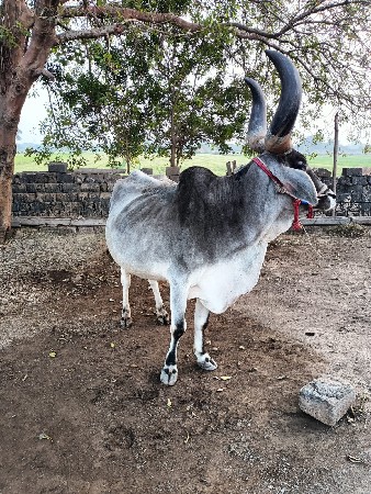 थंबनेल 3