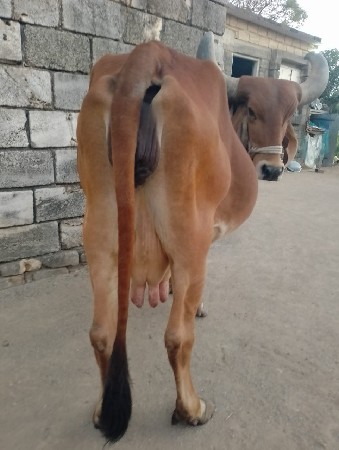 ગાય દેવાની છે ફી મા