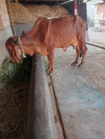 થંબનેલ 2