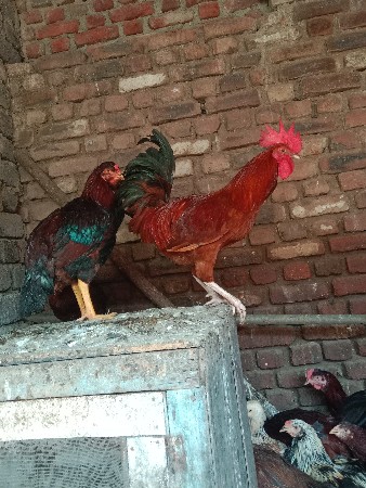 kukda.kukdi vecvana chi