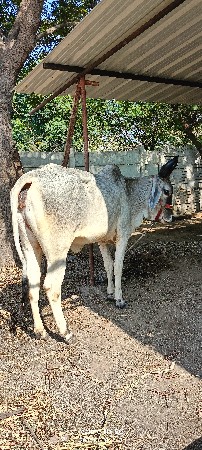 थंबनेल 4