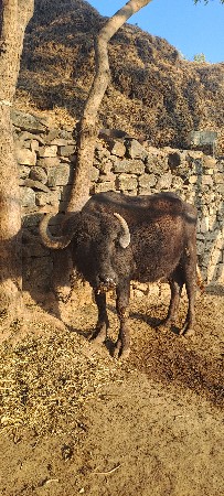 ખડેલી વેચવાની છે