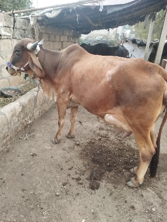 વિશાલ ભાઈ મોરી     8128226520