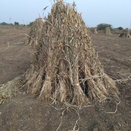 જુવારની નીણ વેચવાની છે