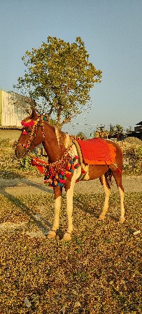 આ ઘોડી વરઘોડા માટે છે વેચવાની નથી