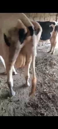 थंबनेल 3