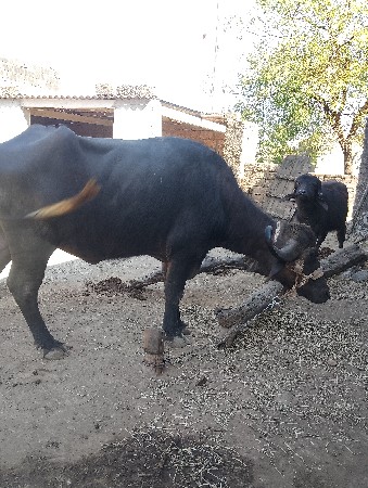 થંબનેલ 2