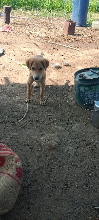 20 nor vari kutri lavri