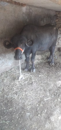 थंबनेल 2