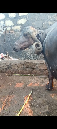 थंबनेल 3