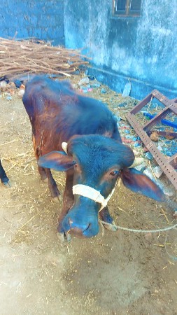 પાડો વેચવાનો છે