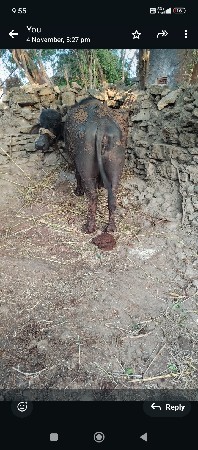 ભેંસ વેચવાની છે