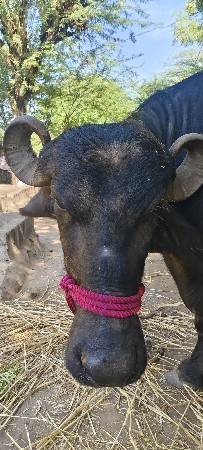 વેચવાની છે