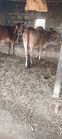 દેશી બળદ વેચવાના છે