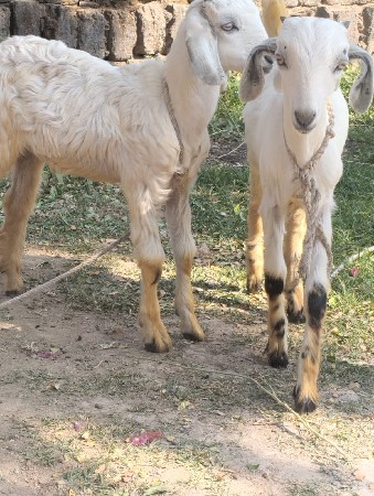 थंबनेल 2