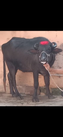 2 ભેંસ વેચવાનું છે