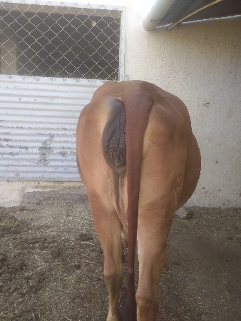 ગીરગાય વેચવાની છે