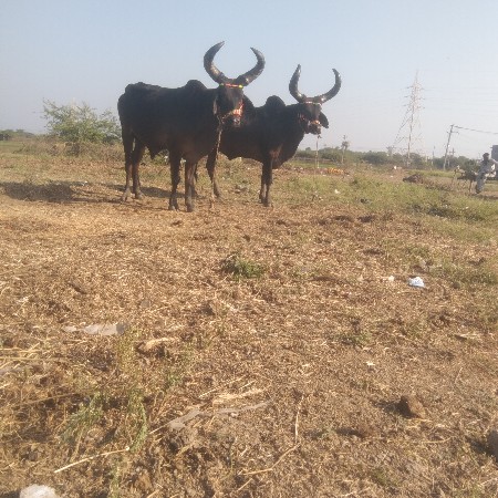 ખરાડિયા