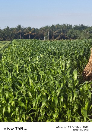 લીલી જુવાર વેસવાની છે