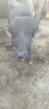 થંબનેલ 3