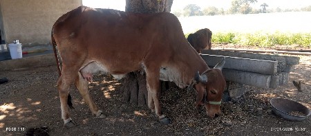 ગાય વેચવાની છે