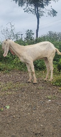 थंबनेल 3