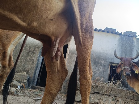 ગાય વેચવાની છે
2 વેતર ગાભણ