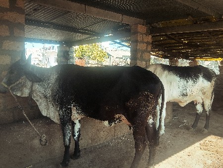 थंबनेल 2