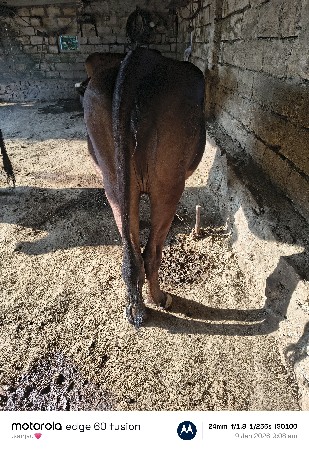 જર્સી ઓડકી