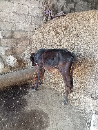 થંબનેલ 2