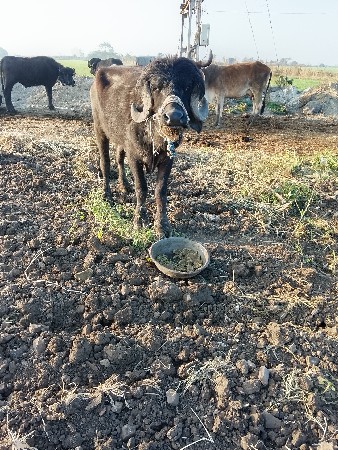 પાડો વેસવાનો