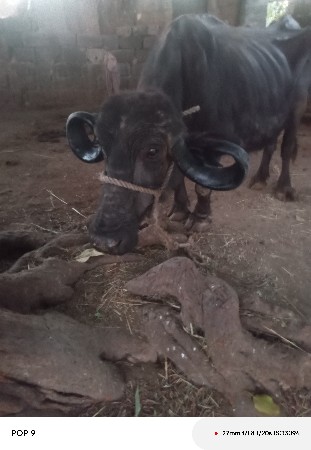 ભેંસ વેચવાની છે