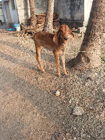 थंबनेल 2